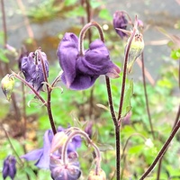 Aquilegia fragrans
